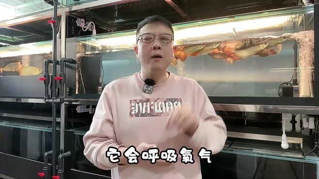 龍魚適宜的pH值是多少（廣州龍魚祥龍魚場家養(yǎng)紅龍注意的幾個點做好了你也是高手隨筆）