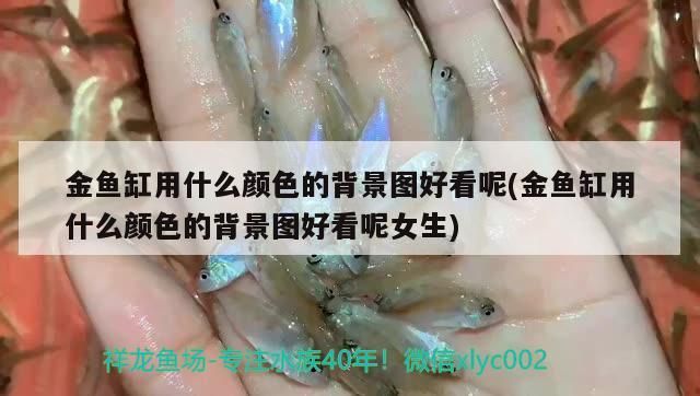 金魚缸用什么顏色的背景圖好看呢(金魚缸用什么顏色的背景圖好看呢女生)（金魚缸用什么顏色的背景圖好看）