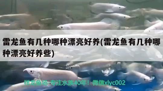 雷龍魚有幾種哪種漂亮好養(雷龍魚有幾種哪種漂亮好養些)