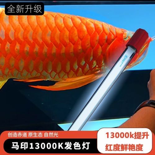 金龍魚發色燈多久換一次？（——龍魚發色燈使用指南）
