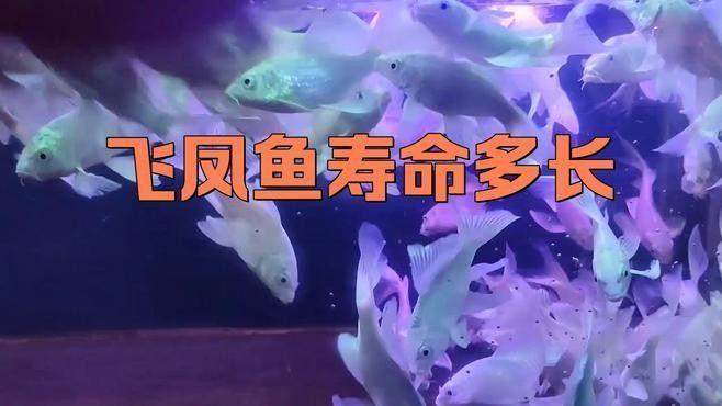 飛鳳魚在混養(yǎng)中的表現(xiàn)如何（飛鳳魚在混養(yǎng)中的綜合表現(xiàn)）