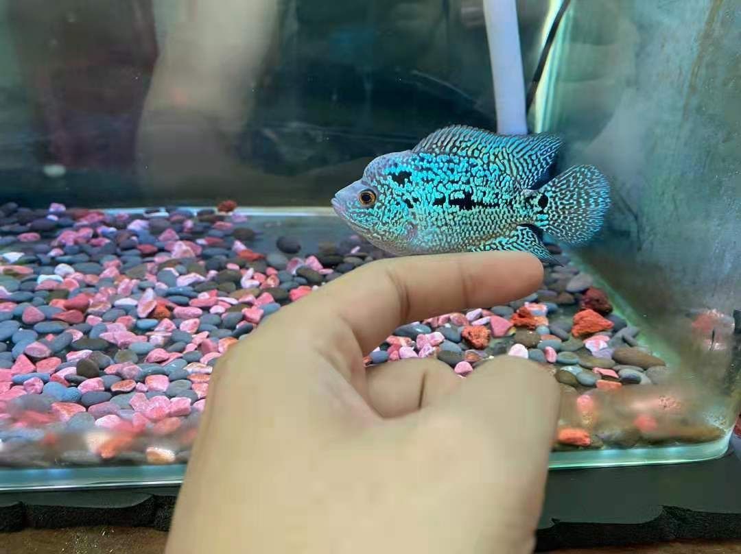 魚缸寬度決定魚的長度嗎（ 魚缸寬的好還是窄的好）