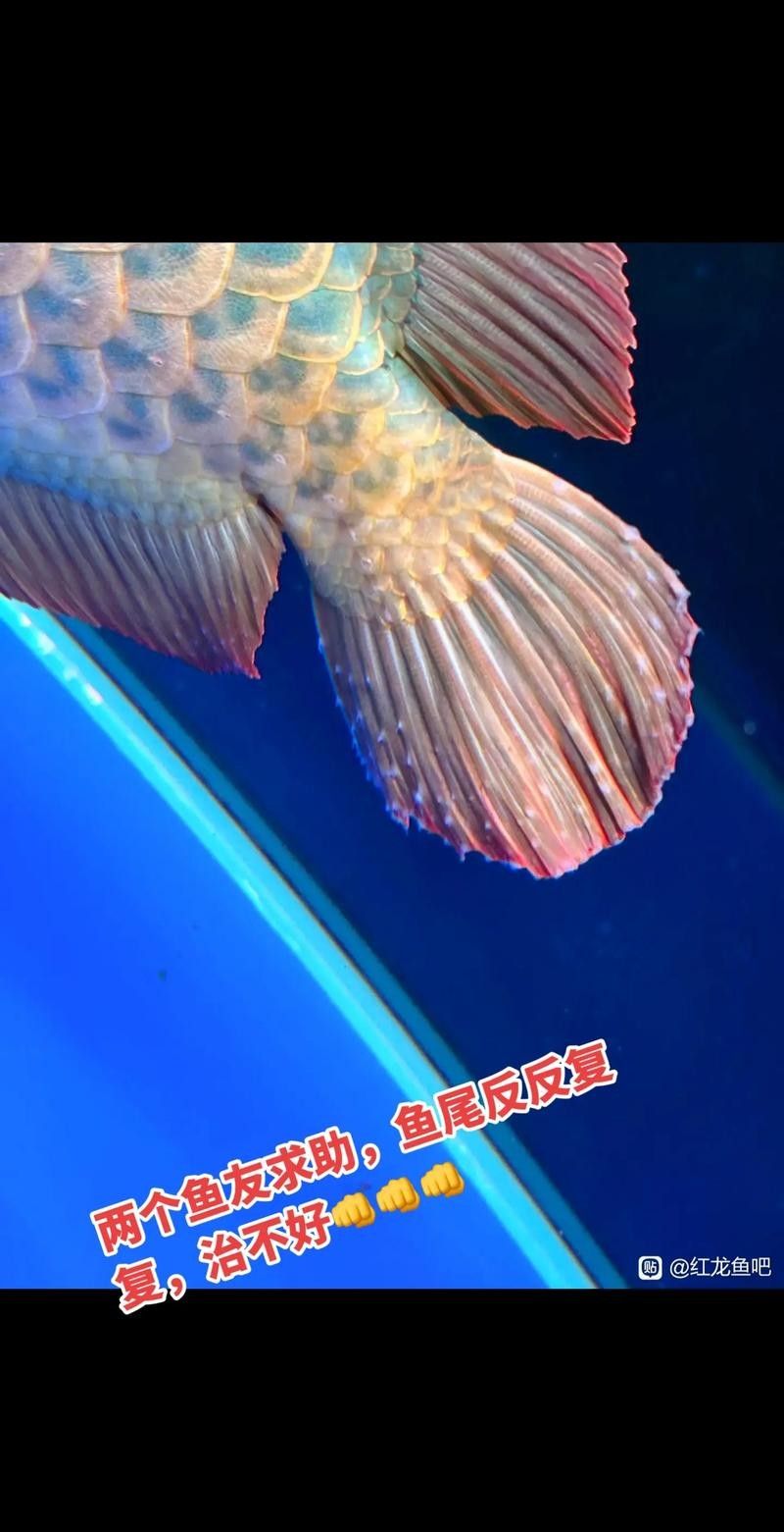 馬尾哪個(gè)水族館龍魚好？祥龍魚場龍魚（馬尾哪個(gè)水族館龍魚好）