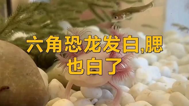 六角恐龍魚白斑病會自愈嗎