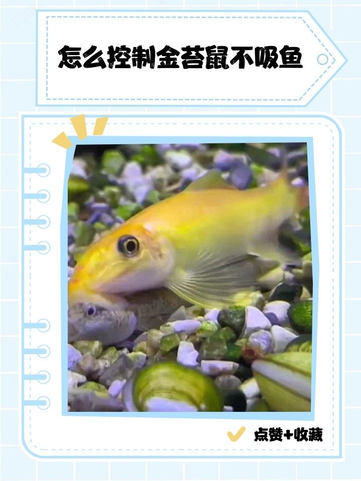 龍魚喂食后多久排便正常？，魚喂食后多久會消化，龍魚喂食后多久會消化，這個問題取決于多種因素