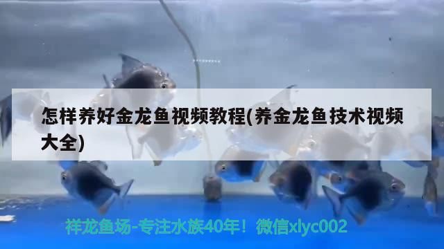 怎樣養好金龍魚視頻教程(養金龍魚技術視頻大全)