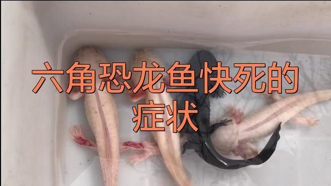 如何判斷恐龍魚是否生病（判斷恐龍魚是否生病，六角恐龍魚生病的多個步驟詳解）