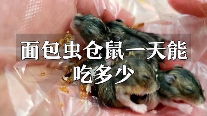 面包蟲喂食量如何控制？