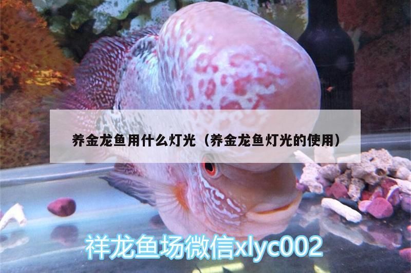 養金龍魚用什么燈光（養金龍魚燈光的使用）（養金龍魚用什么燈光）