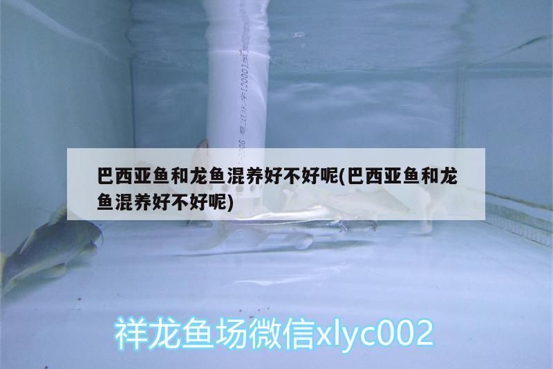 巴西亞魚和龍魚混養(yǎng)好不好呢(巴西亞魚和龍魚混養(yǎng)好不好呢)