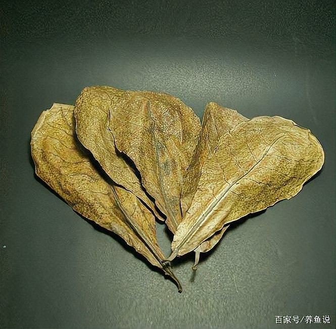 如何調整偏堿的龍魚缸水質？（偏堿的龍魚缸水質是一個需要細心和耐心的過程和建議） 如何調整偏堿的龍魚缸水質？（偏堿的龍魚缸水質是一個需要細心和耐心的過程和建議） 龍魚百科 第1張