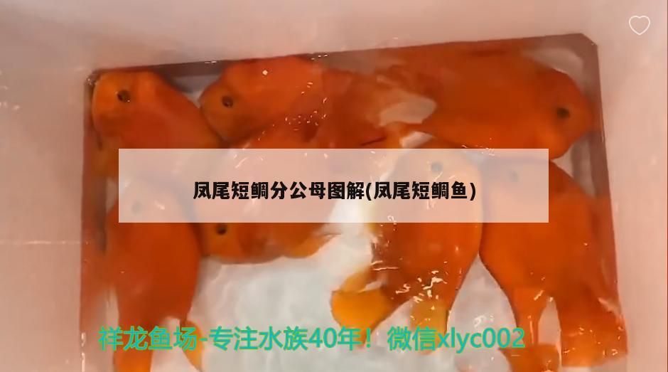 鳳尾短鯛分公母圖解(鳳尾短鯛魚)（鳳尾短鯛分公母圖解）