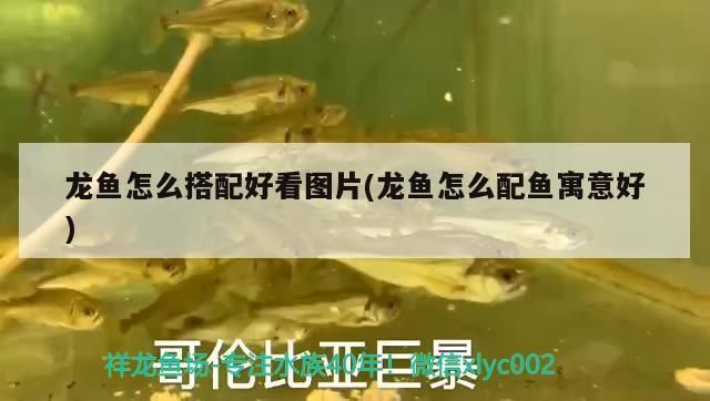 龍魚怎么搭配好看圖片(龍魚怎么配魚寓意好)（百度百科-美麗硬仆骨舌魚龍魚怎么搭配好看圖片）