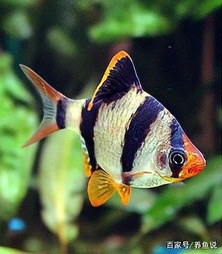 虎皮恐龍魚繁殖注意事項(xiàng)（虎皮恐龍魚怎么養(yǎng)）