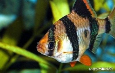 虎皮恐龍魚繁殖注意事項(xiàng)（虎皮恐龍魚怎么養(yǎng)）
