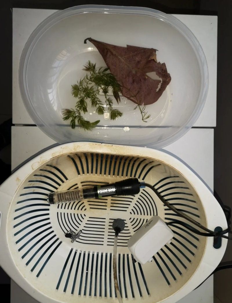 虎皮恐龍魚繁殖注意事項(xiàng)（虎皮恐龍魚怎么養(yǎng)）