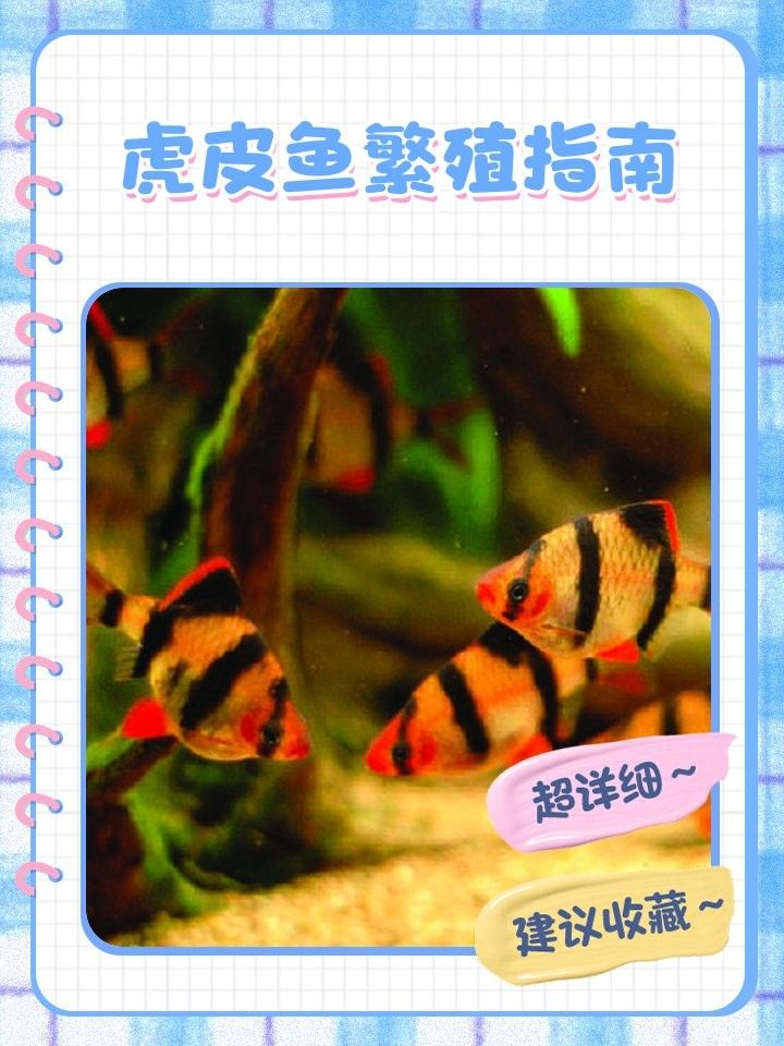 虎皮恐龍魚繁殖注意事項(xiàng)（虎皮恐龍魚怎么養(yǎng)）