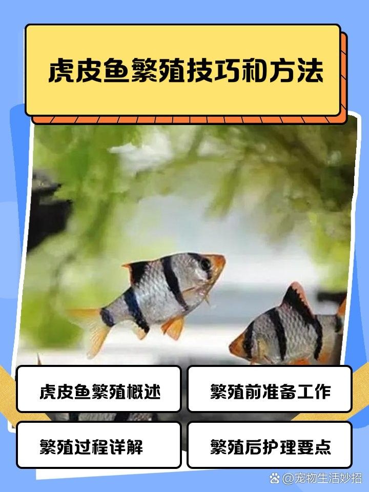 虎皮恐龍魚繁殖注意事項(xiàng)（虎皮恐龍魚怎么養(yǎng)）