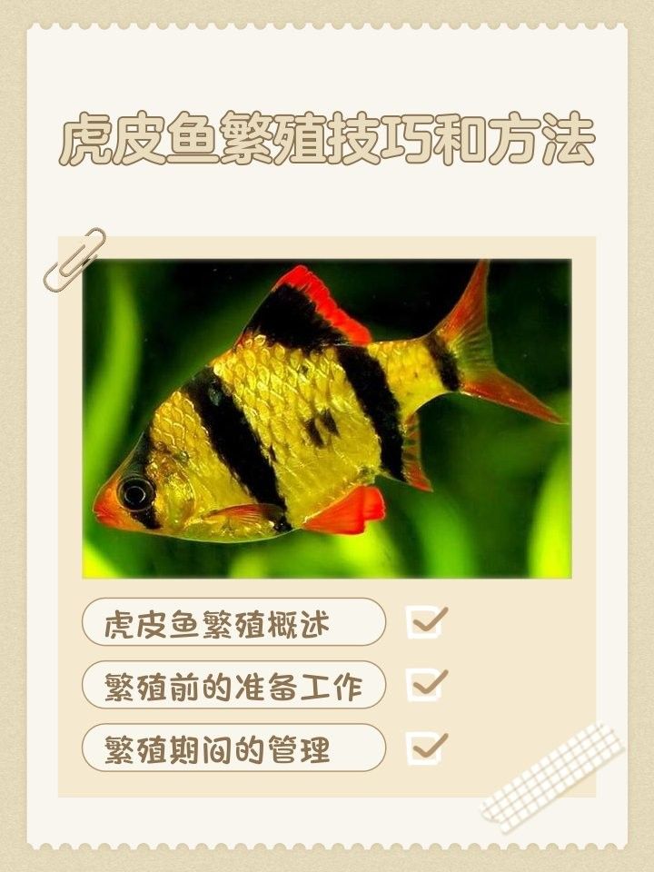 虎皮恐龍魚繁殖注意事項(xiàng)（虎皮恐龍魚怎么養(yǎng)）