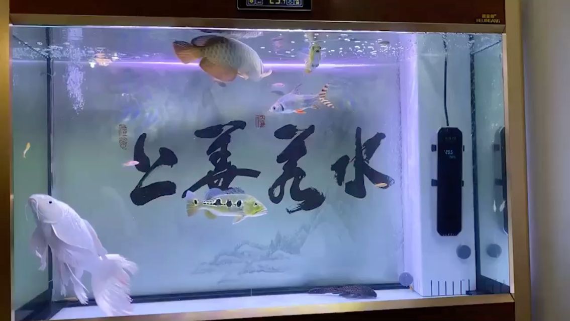 云浮觀賞魚市場龍魚（云浮市的觀賞魚市場） 云浮觀賞魚市場龍魚（云浮市的觀賞魚市場） 觀賞魚百科
