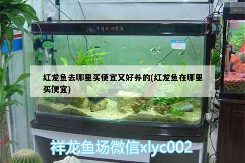 紅龍魚去哪里買便宜又好養的(紅龍魚在哪里買便宜)