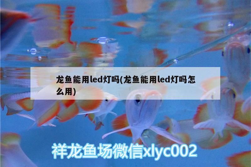 龍魚能用led燈嗎(龍魚能用led燈嗎怎么用)