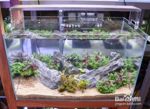 最近龍魚不愛吃東西了（最近龍魚不愛吃東西了怎么回事）（龍魚不愛吃東西怎么辦）