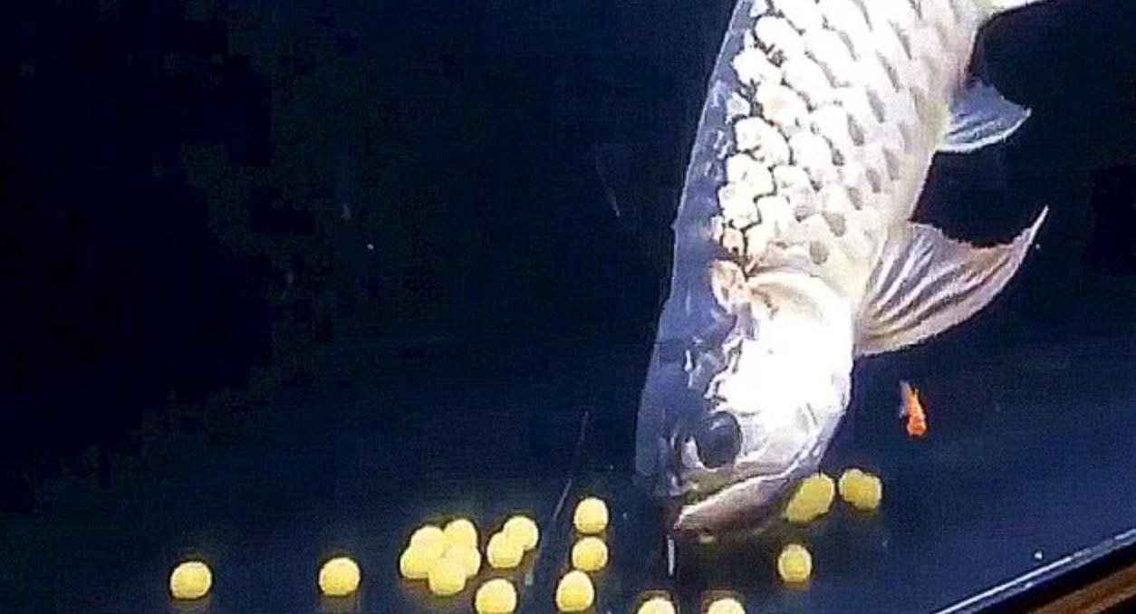 金龍魚吃啥【金龍魚喂啥增色快】（金龍魚喂啥增色快）