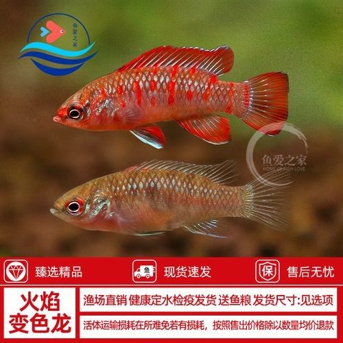 火焰變色龍的價格是多少？（火焰變色龍價格）