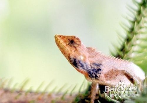 火焰變色龍的價格是多少？（火焰變色龍價格）