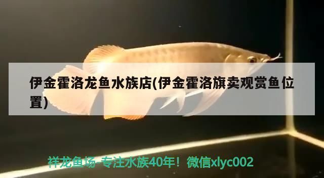 伊金霍洛龍魚水族店(伊金霍洛旗賣觀賞魚位置)（伊金霍洛龍魚水族觀賞魚市場中的龍魚水族店可以查詢）
