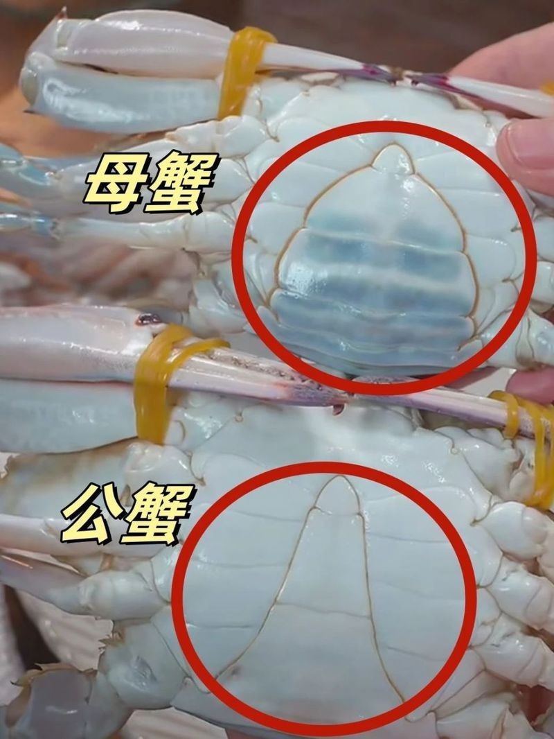 如何挑選新鮮的海鮮？（如何挑選新鮮海鮮）