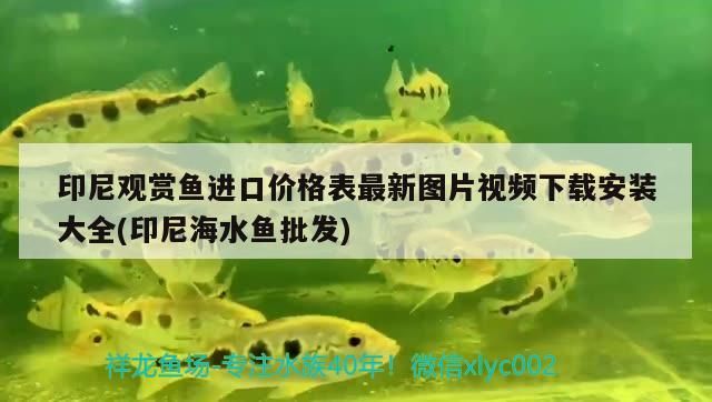 魚缸過濾器選購指南:自制魚缸過濾器魚缸上置過濾器對于養(yǎng)魚愛好者的必備知識 印尼觀賞魚進口價格表最新圖片視頻下載安裝大全(印尼海水魚批發(fā)) 觀賞魚百科 印尼觀賞魚進口價格表最新圖片視頻下載安裝大全(印尼海水魚批發(fā)) 印尼觀賞魚進口價格表最新圖片視頻下載安裝大全(印尼海水魚批發(fā)) 觀賞魚百科