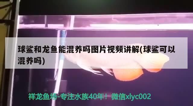 球鯊和龍魚能混養嗎圖片視頻講解(球鯊可以混養嗎)（巴西亞魚與龍魚能混養嗎圖片視頻講解）