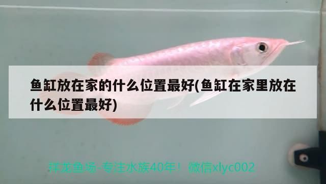 龍魚換水后亂竄怎么回事(龍魚換水后亂竄怎么回事啊)