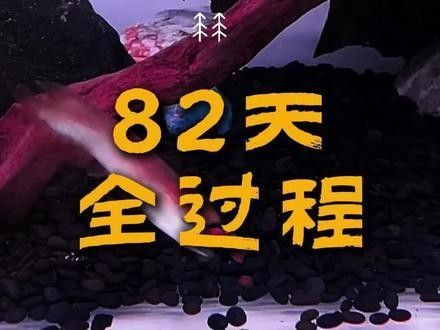 龍魚和戰船的繁殖難度對比