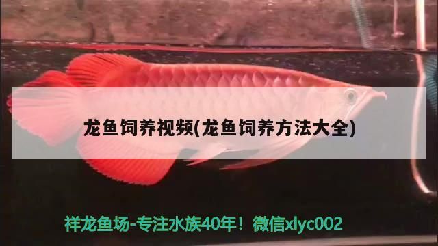 龍魚飼養(yǎng)視頻(龍魚飼養(yǎng)方法大全) 龍魚飼養(yǎng)視頻(龍魚飼養(yǎng)方法大全) 觀賞魚百科