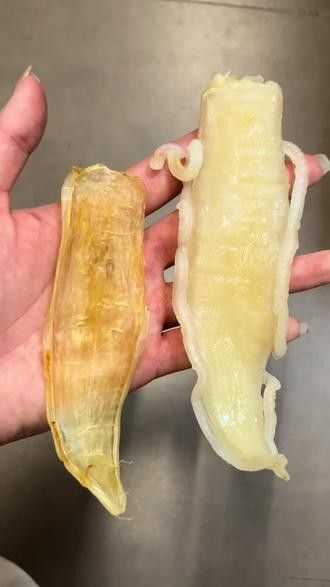 泡發金龍魚膠需要多長時間？（泡發金龍魚膠的時間和方法）