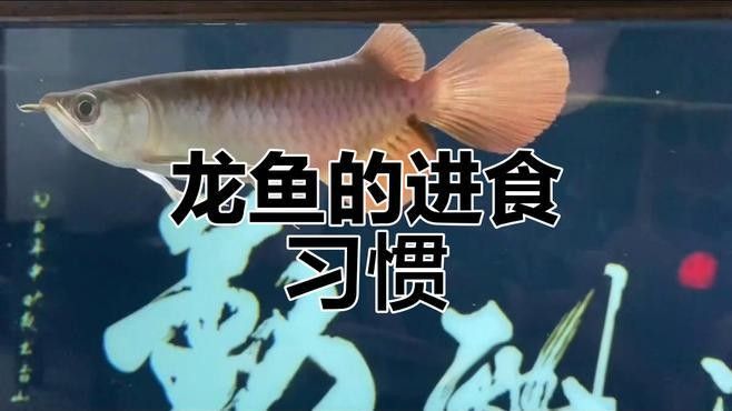 如何調(diào)整龍魚的喂食策略（百科小團(tuán)團(tuán)聽小團(tuán)團(tuán)聽小團(tuán)團(tuán)聽小團(tuán)團(tuán)聽小團(tuán)團(tuán)聽）
