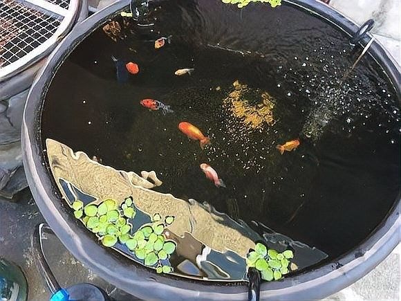 藍金龍魚的最佳飼養密度是多少（養魚老道聽，藍金龍魚需要多大的魚缸？）