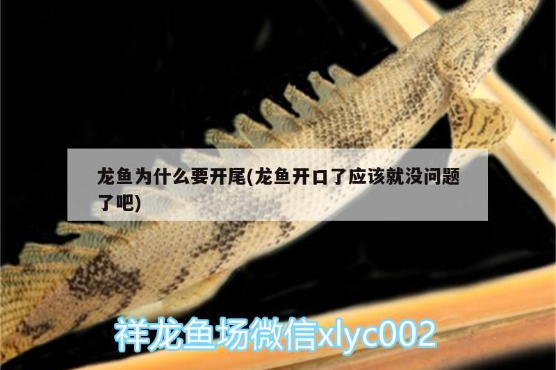 龍魚為什么要開尾(龍魚開口了應該就沒問題了吧)（觀賞魚常見疾病治療觀賞魚常見疾病治療方法)兩種治療方法） 龍魚為什么要開尾(龍魚開口了應該就沒問題了吧)（觀賞魚常見疾病治療觀賞魚常見疾病治療方法)兩種治療方法） 觀賞魚百科