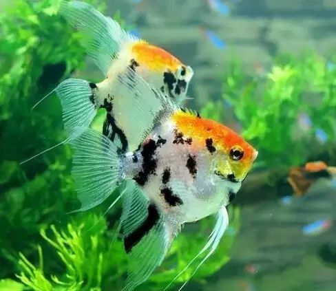 哪些藥物適合龍魚泡金 哪些藥物適合龍魚泡金 龍魚百科 第4張