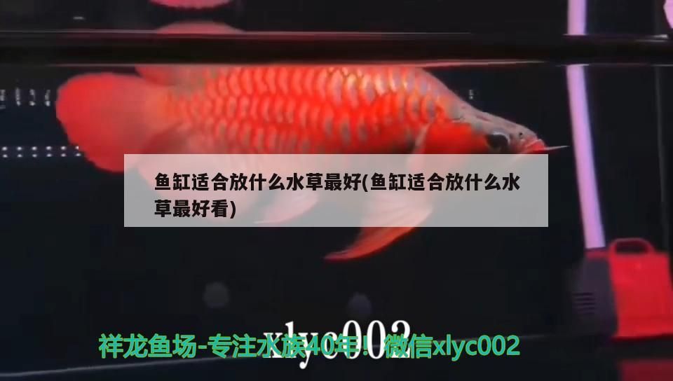 魚缸適合放什么水草最好(魚缸適合放什么水草最好看) 魚缸適合放什么水草最好(魚缸適合放什么水草最好看) 觀賞魚百科