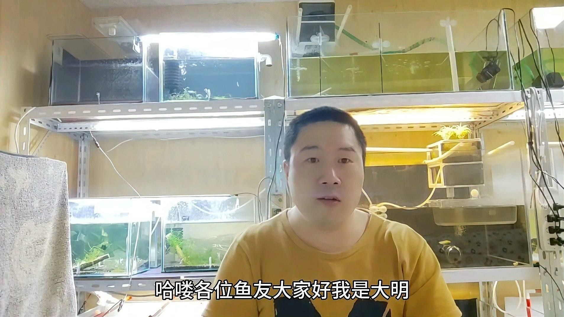 沉木黃水對魚有害嗎？（木黃水對魚有害，沉木黃水對魚有害） 沉木黃水對魚有害嗎？（木黃水對魚有害，沉木黃水對魚有害） 龍魚百科 第4張