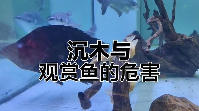 沉木黃水對魚有害嗎？（木黃水對魚有害，沉木黃水對魚有害） 沉木黃水對魚有害嗎？（木黃水對魚有害，沉木黃水對魚有害） 龍魚百科 第2張