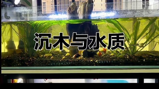 沉木黃水對魚有害嗎？（木黃水對魚有害，沉木黃水對魚有害） 沉木黃水對魚有害嗎？（木黃水對魚有害，沉木黃水對魚有害） 龍魚百科 第3張
