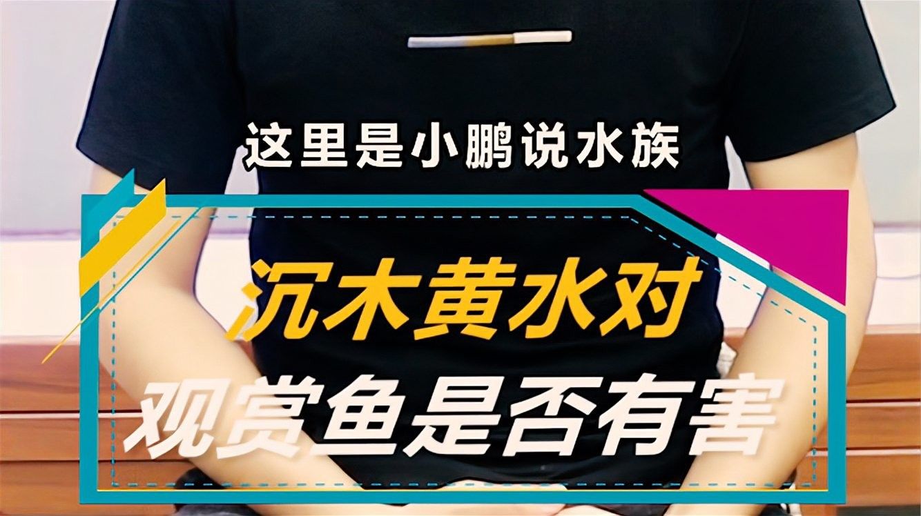 沉木黃水對魚有害嗎？（木黃水對魚有害，沉木黃水對魚有害） 沉木黃水對魚有害嗎？（木黃水對魚有害，沉木黃水對魚有害） 龍魚百科 第1張
