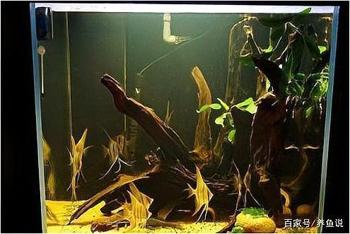 沉木黃水對魚有害嗎？（木黃水對魚有害，沉木黃水對魚有害） 沉木黃水對魚有害嗎？（木黃水對魚有害，沉木黃水對魚有害） 龍魚百科 第6張