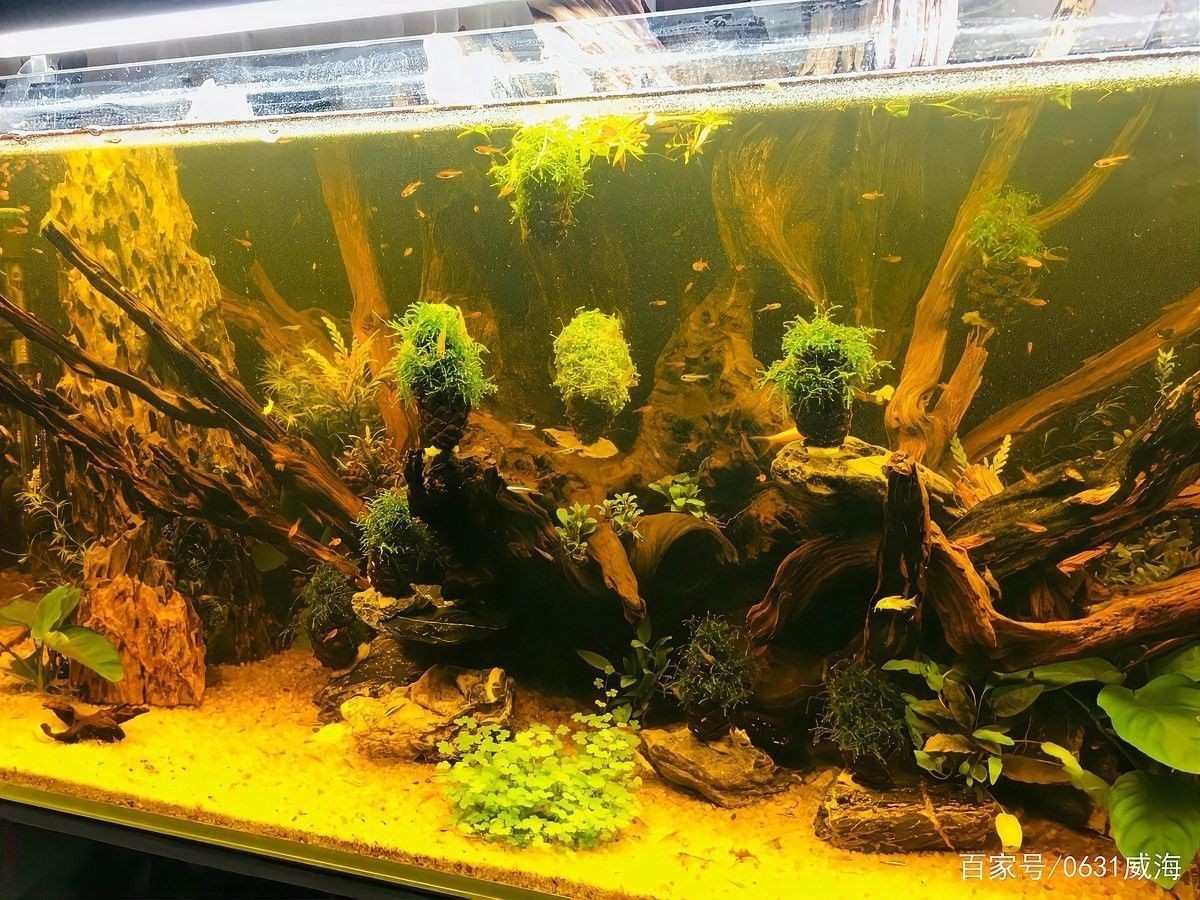 沉木黃水對魚有害嗎？（木黃水對魚有害，沉木黃水對魚有害） 沉木黃水對魚有害嗎？（木黃水對魚有害，沉木黃水對魚有害） 龍魚百科 第7張
