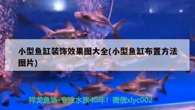 紅龍魚身上有白色絮狀物如何治療好（紅龍魚身上發白怎么了）